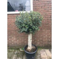 Olijfboom mooi winterhard 30 jaar oud. 160 cm hoog