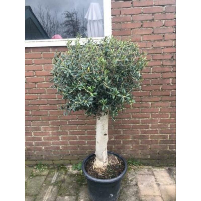 Olijfboom mooi winterhard 30 jaar oud. 160 cm hoog