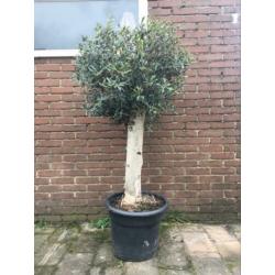 Olijfboom mooi winterhard 30 jaar oud. 160 cm hoog