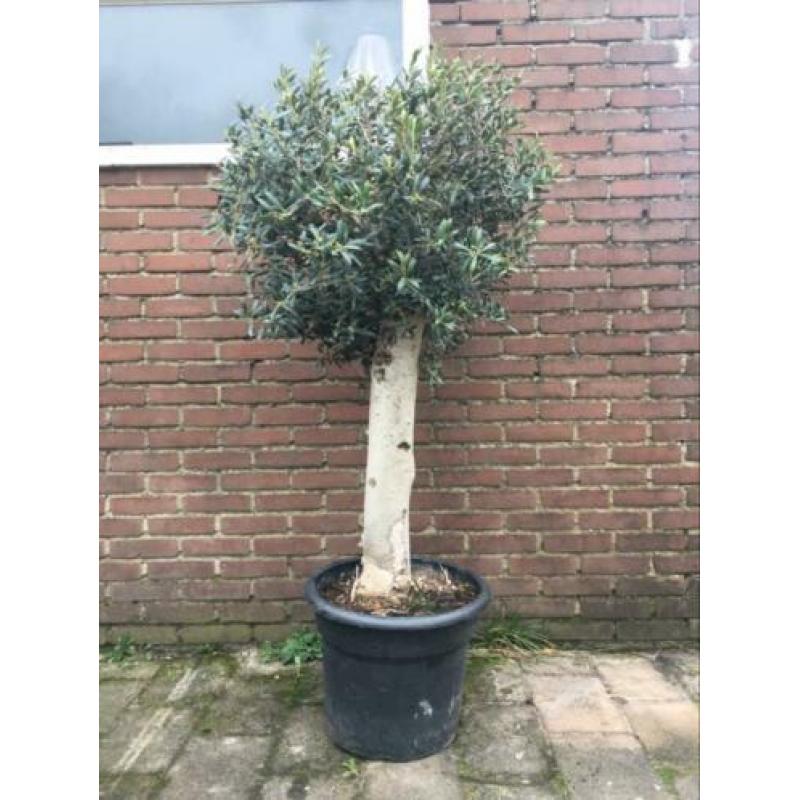 Olijfboom mooi winterhard 30 jaar oud. 160 cm hoog