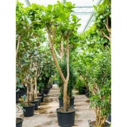 Ficus Lyrata - Vioolplant 415-425cm art51397