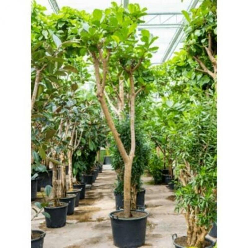 Ficus Lyrata - Vioolplant 415-425cm art51397