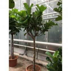 Ficus Lyrata - Vioolplant 415-425cm art51397