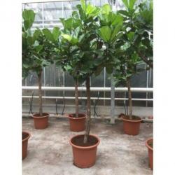 Ficus Lyrata - Vioolplant 415-425cm art51397
