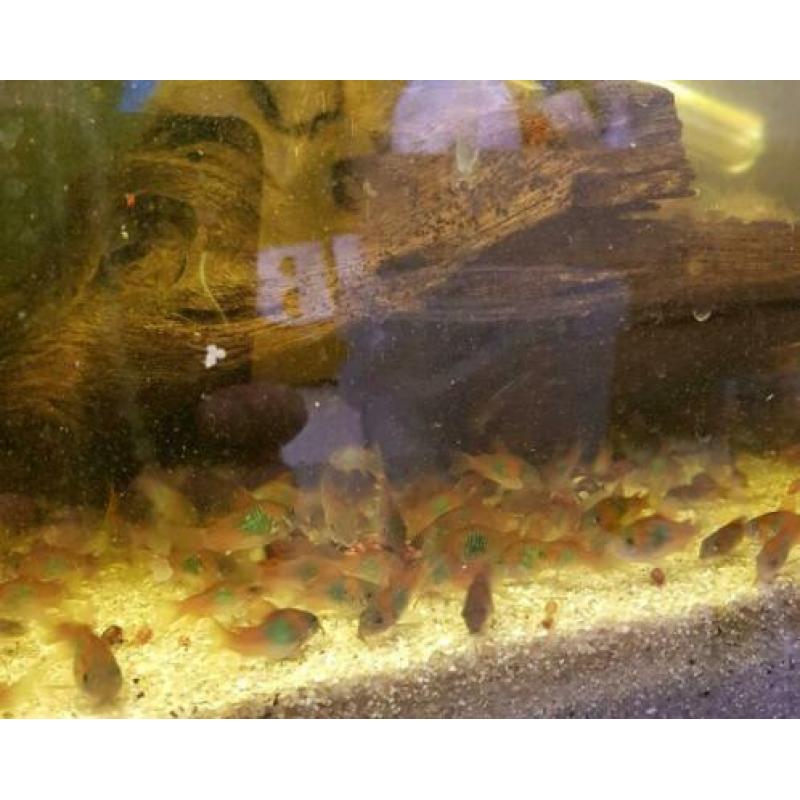 Corydora orange venezuelas eigen kweek