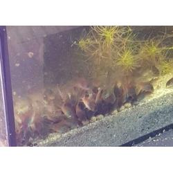 Corydora orange venezuelas eigen kweek