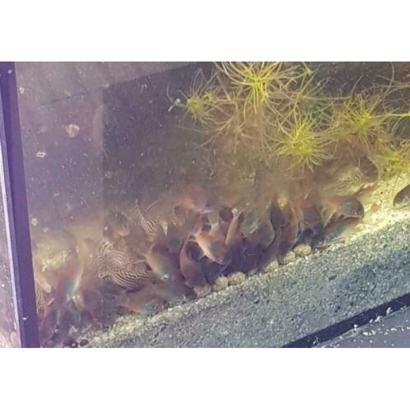 Corydora orange venezuelas eigen kweek