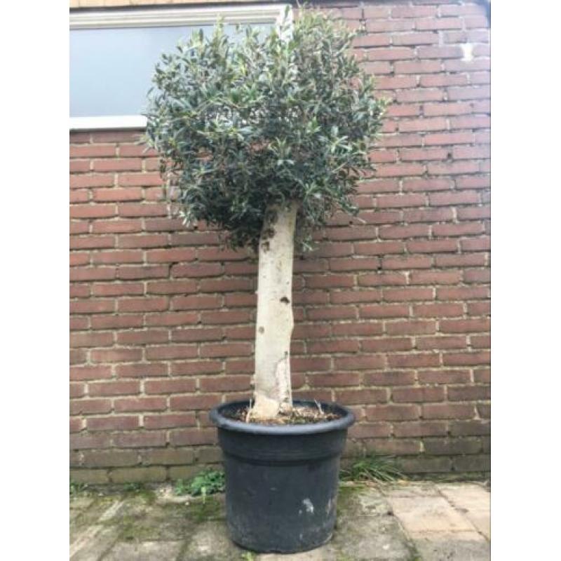 Olijfboom mooi winterhard 30 jaar oud. 160 cm hoog