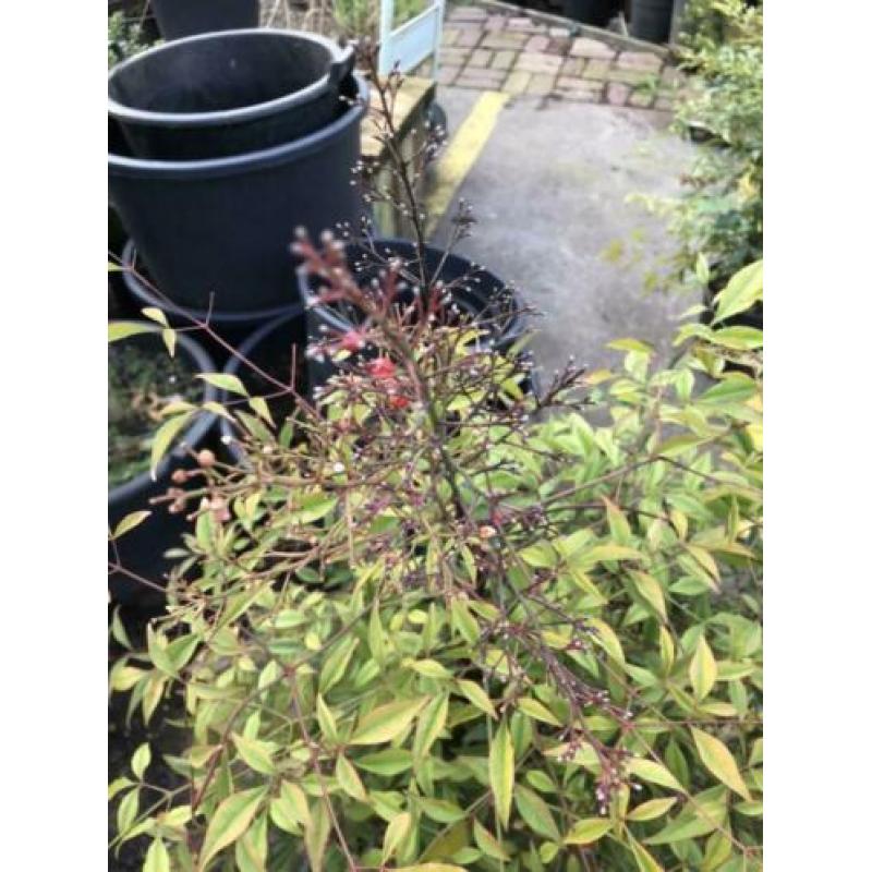 Nandina domestica flinke planten hoog 80/90 potgekweekt