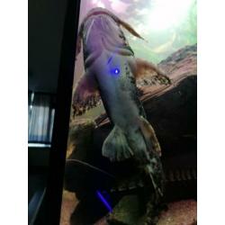 Goonch Bagarius Catfish /arowana/cichla/gar/rog ??