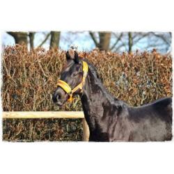 Zwarte jaarling hengst Zenon (zonik) X Uphill X Jazz