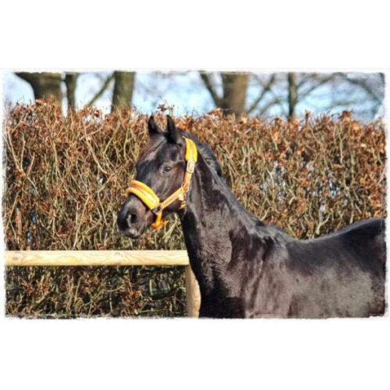 Zwarte jaarling hengst Zenon (zonik) X Uphill X Jazz