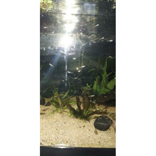 20 jonge guppies ,aquarium