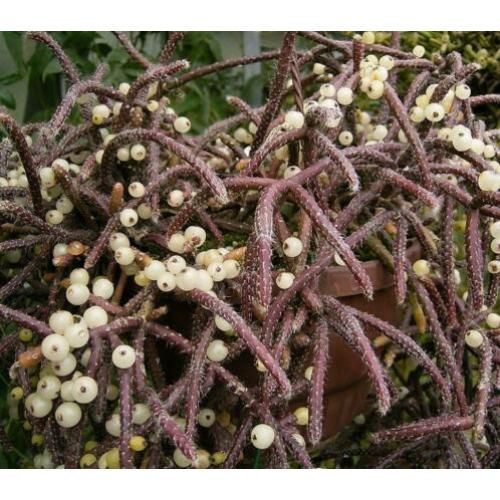 Rhipsalis baccifera subsp. horrida (Mouse Tail Cactus) x 2