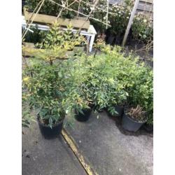 Nandina domestica flinke planten hoog 80/90 potgekweekt