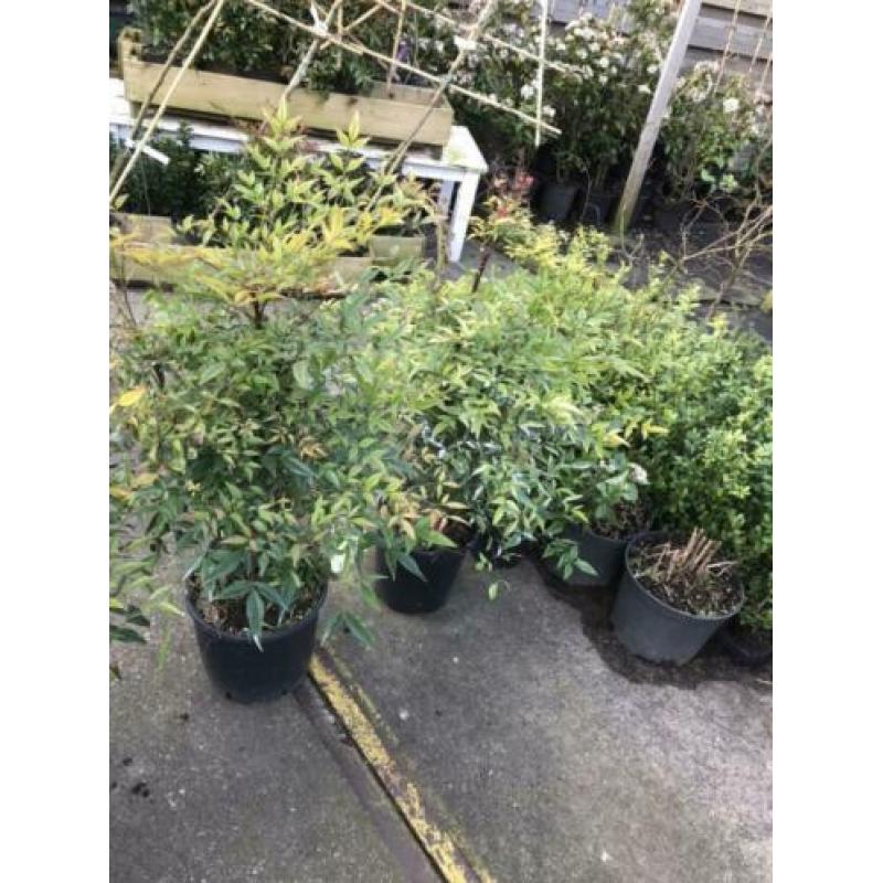 Nandina domestica flinke planten hoog 80/90 potgekweekt
