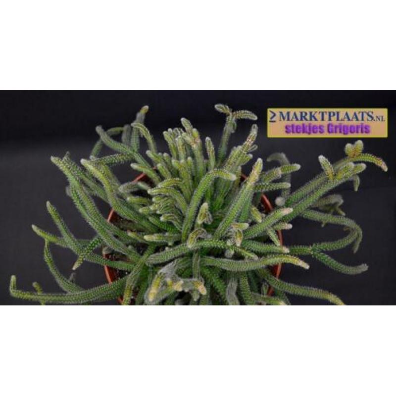 Rhipsalis baccifera subsp. horrida (Mouse Tail Cactus) x 2