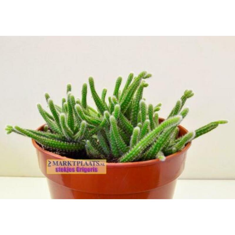 Rhipsalis baccifera subsp. horrida (Mouse Tail Cactus) x 2