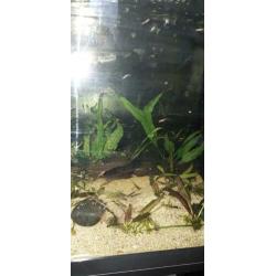 20 jonge guppies ,aquarium