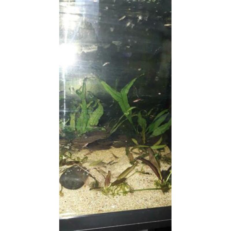 20 jonge guppies ,aquarium