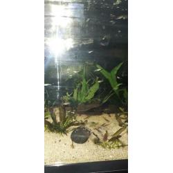 20 jonge guppies ,aquarium