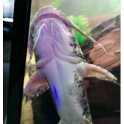 Goonch Bagarius Catfish /arowana/cichla/gar/rog ??