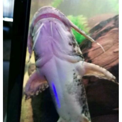 Goonch Bagarius Catfish /arowana/cichla/gar/rog ??