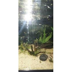 20 jonge guppies ,aquarium