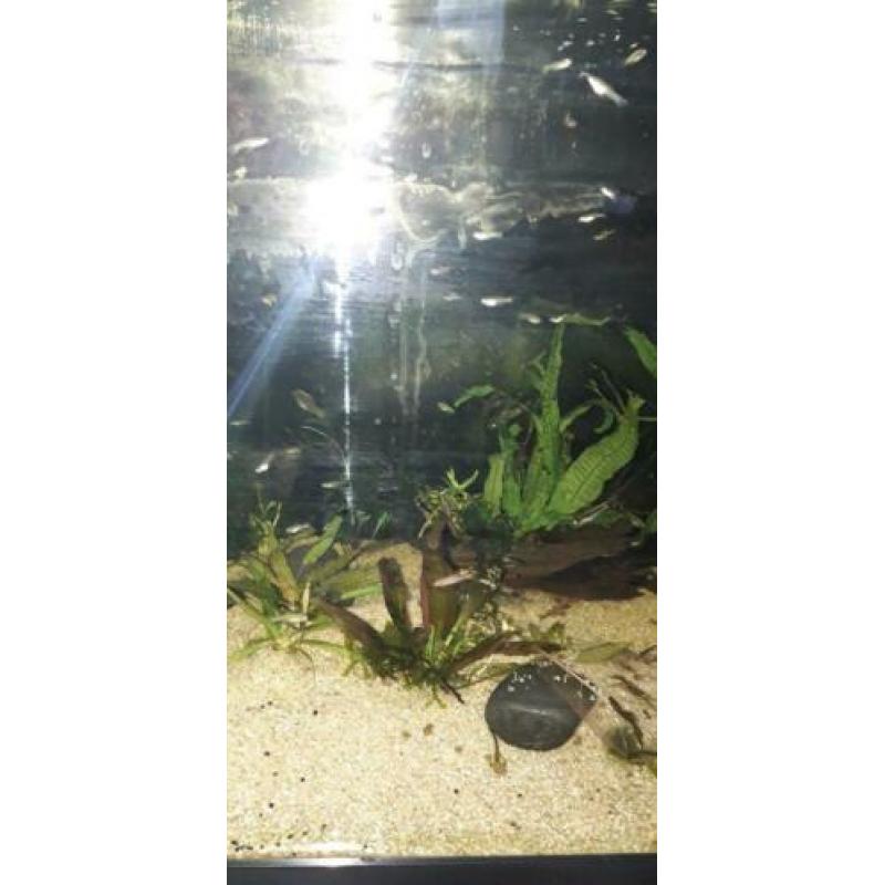 20 jonge guppies ,aquarium