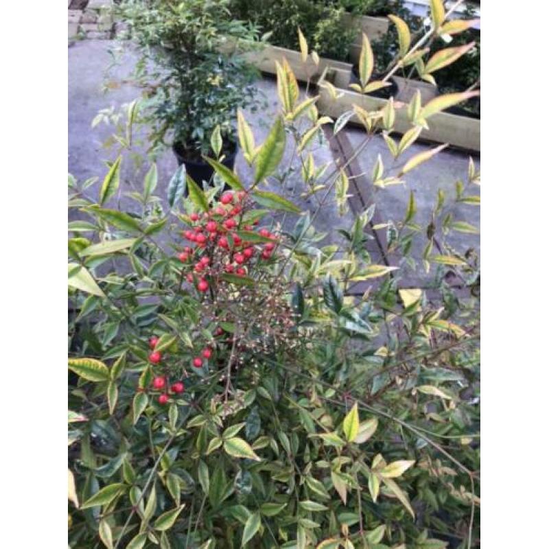 Nandina domestica flinke planten hoog 80/90 potgekweekt