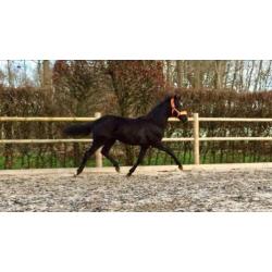 Zwarte jaarling hengst Zenon (zonik) X Uphill X Jazz