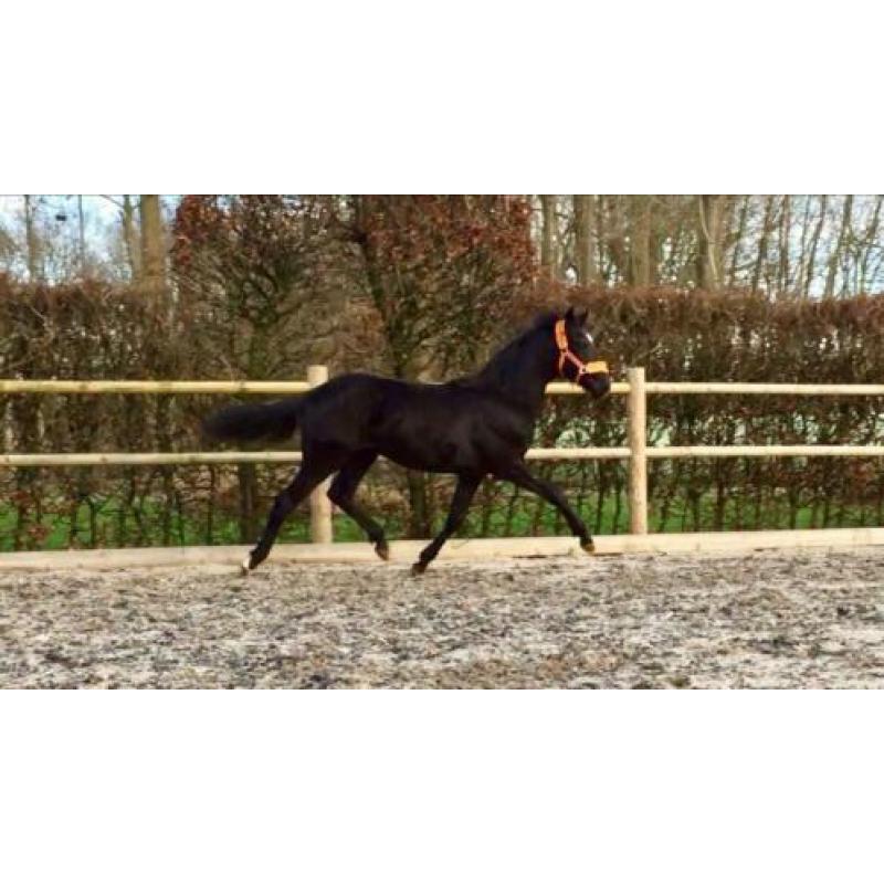 Zwarte jaarling hengst Zenon (zonik) X Uphill X Jazz