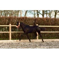 Zwarte jaarling hengst Zenon (zonik) X Uphill X Jazz