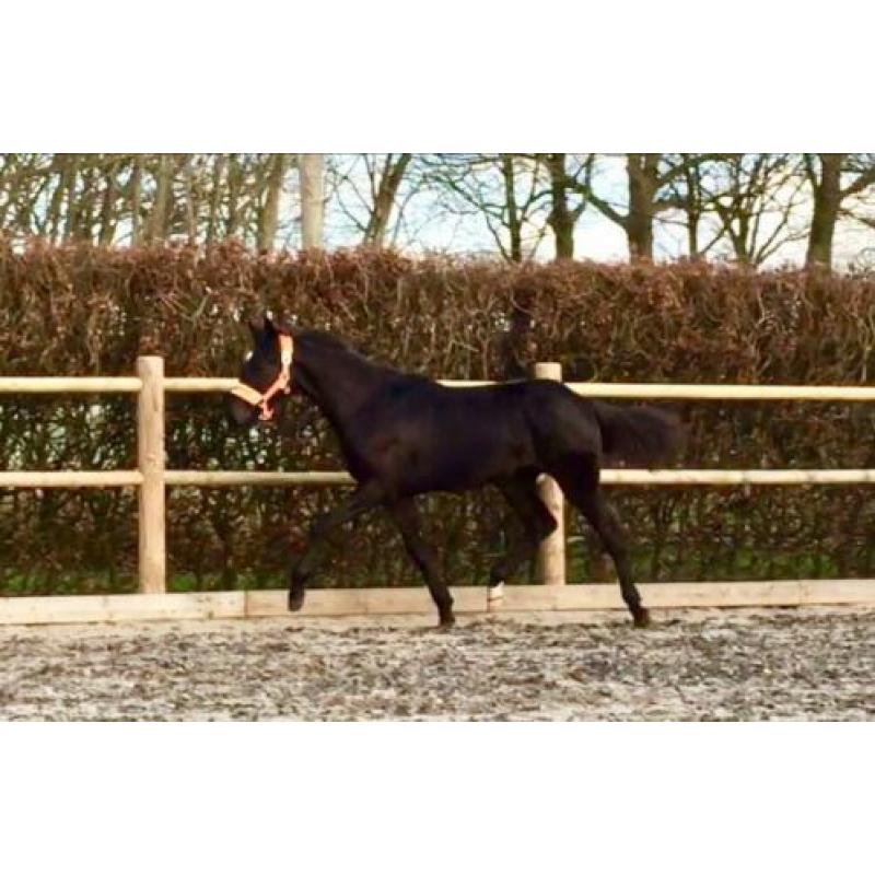 Zwarte jaarling hengst Zenon (zonik) X Uphill X Jazz