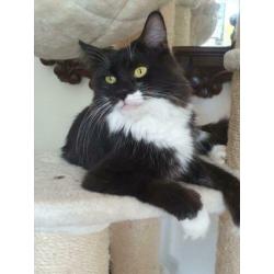 Maine Coon dame Mickey