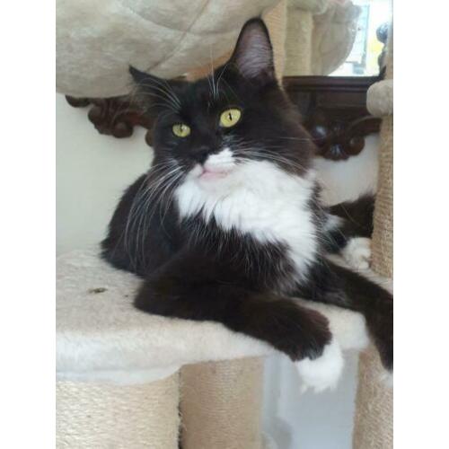 Maine Coon dame Mickey