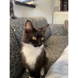 Maine Coon dame Mickey