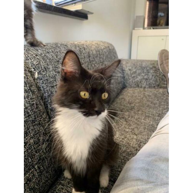 Maine Coon dame Mickey