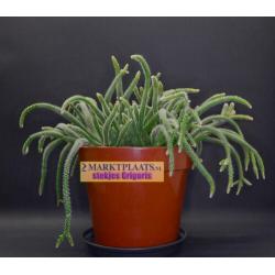 Rhipsalis baccifera subsp. horrida (Mouse Tail Cactus) x 2
