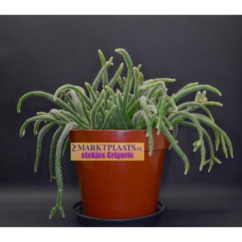 Rhipsalis baccifera subsp. horrida (Mouse Tail Cactus) x 2