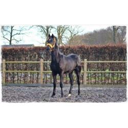 Zwarte jaarling hengst Zenon (zonik) X Uphill X Jazz