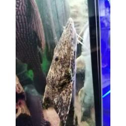 Goonch Bagarius Catfish /arowana/cichla/gar/rog ??