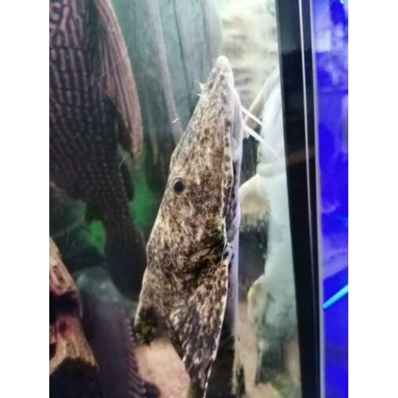 Goonch Bagarius Catfish /arowana/cichla/gar/rog ??