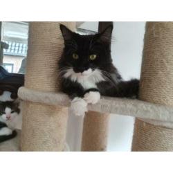 Maine Coon dame Mickey