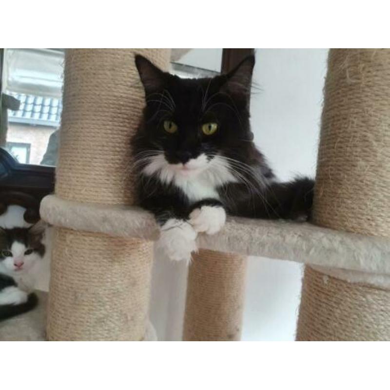 Maine Coon dame Mickey