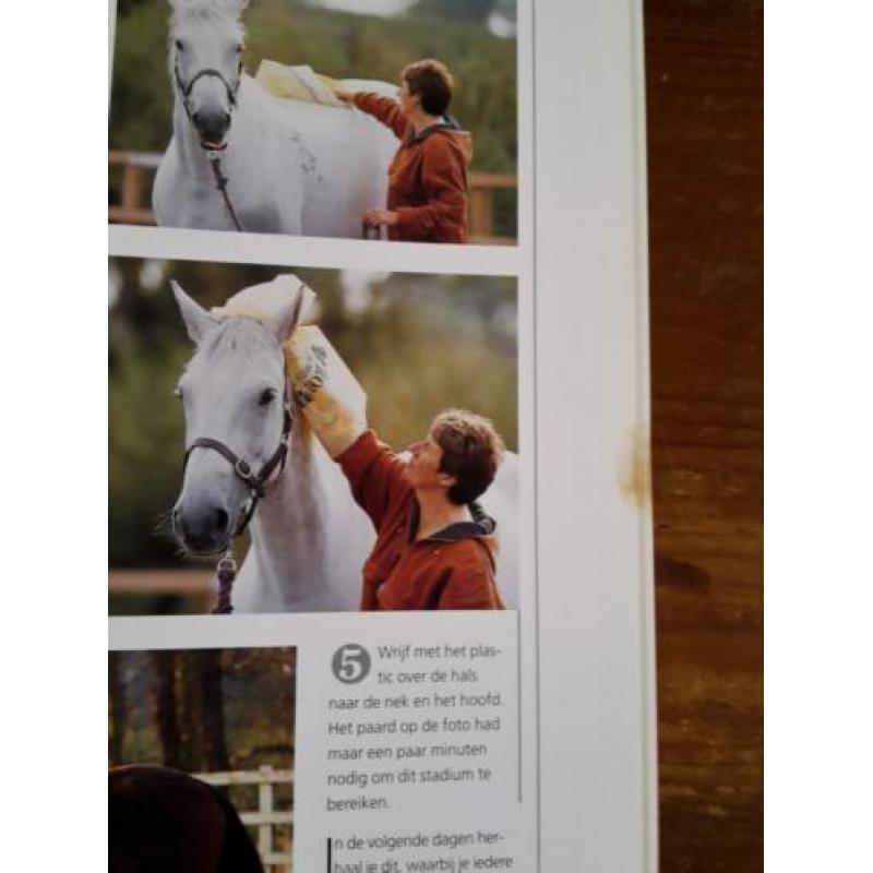 Paarden trainen aan de hand, Lesley Bayley