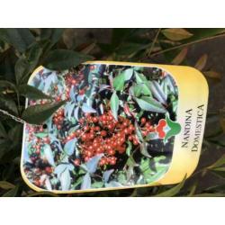 Nandina domestica flinke planten hoog 80/90 potgekweekt