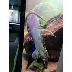 Goonch Bagarius Catfish /arowana/cichla/gar/rog ??