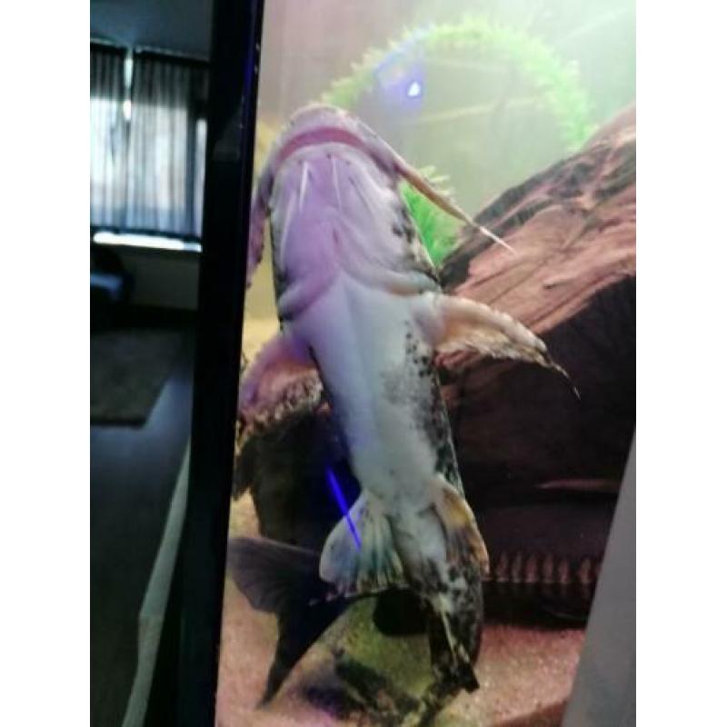 Goonch Bagarius Catfish /arowana/cichla/gar/rog ??