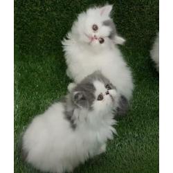 Perzische kittens